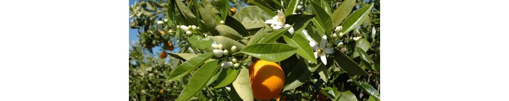 ▷ Comprar Exprimidor De Naranjas Industrial Online | Frigeria Hostelería®
